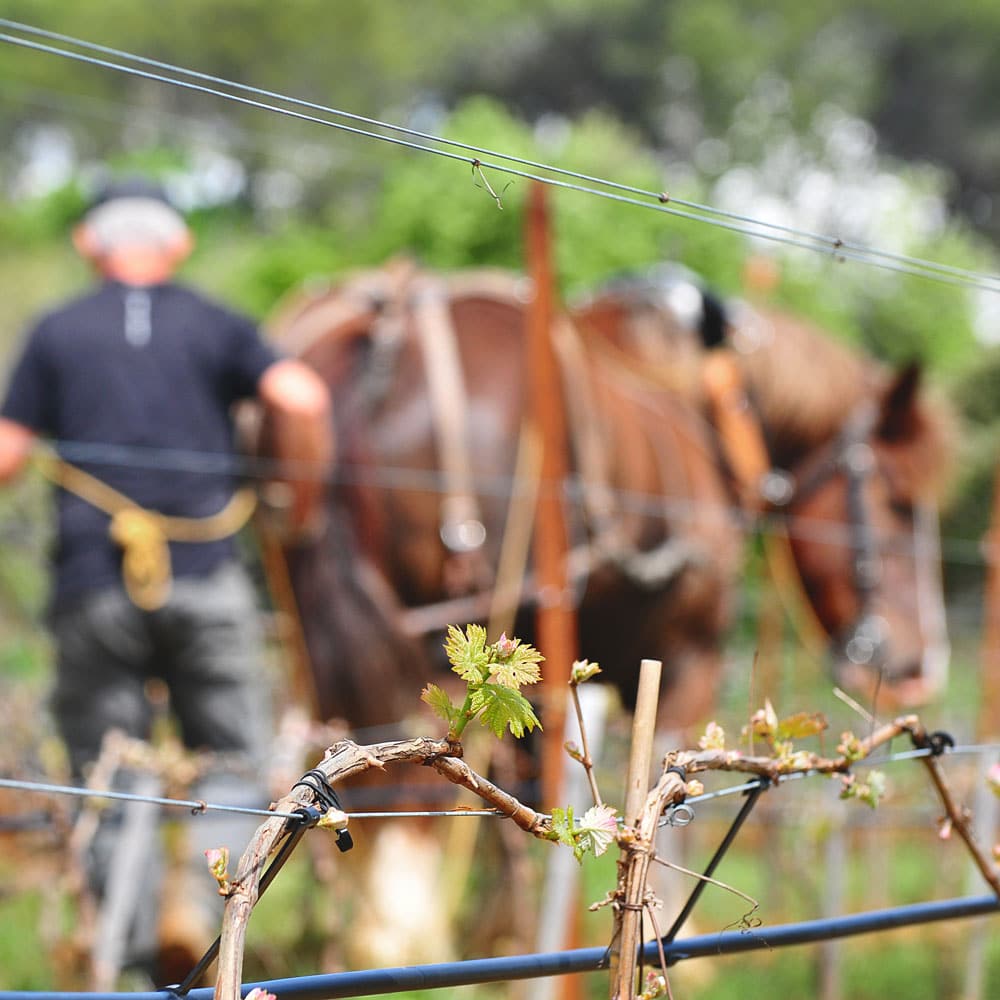 Chateau-Bonisson-cheval-vignes-#lavignecontinue