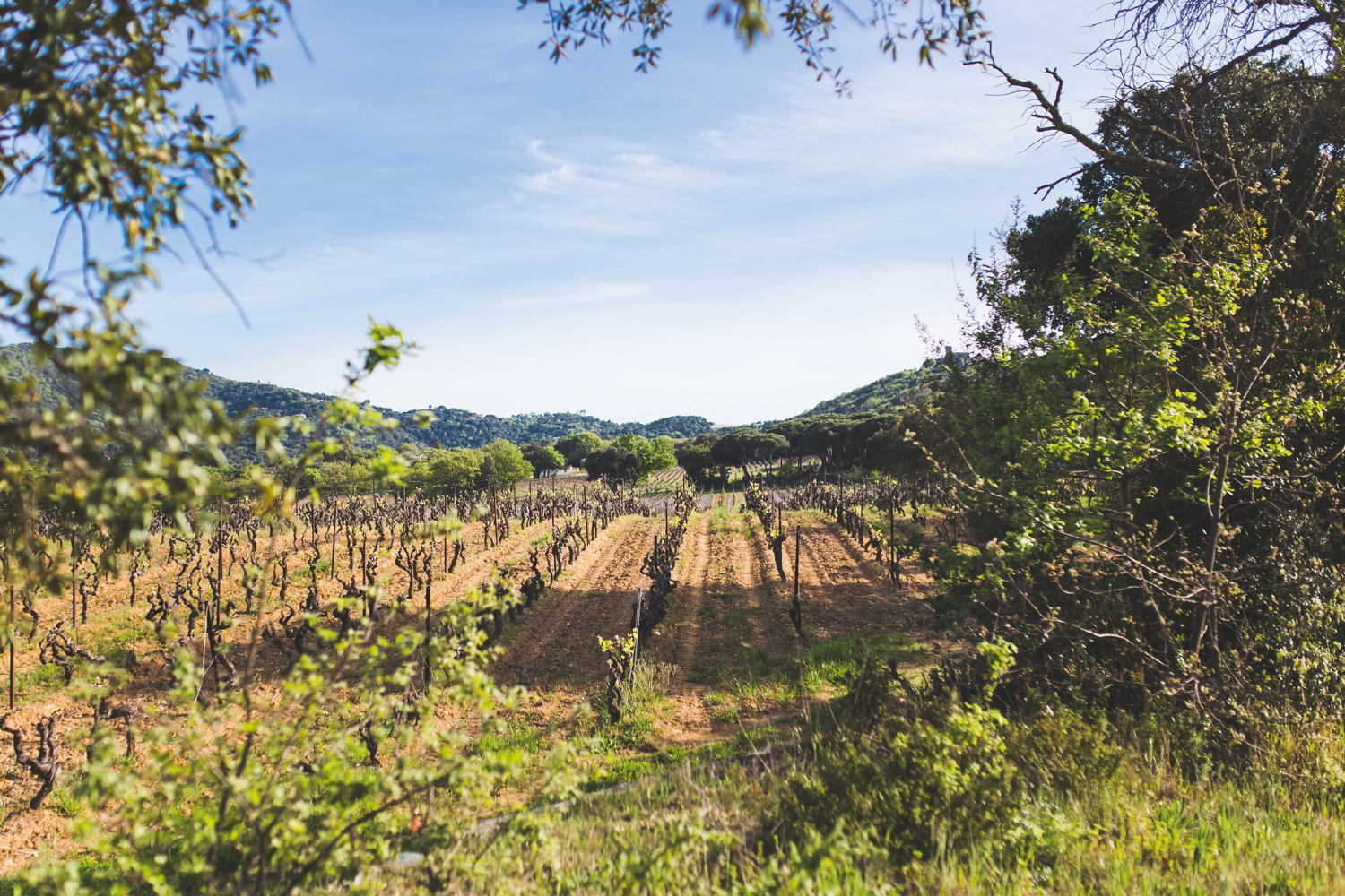 SAINT-TROPEZ racines du mythe-Vignes