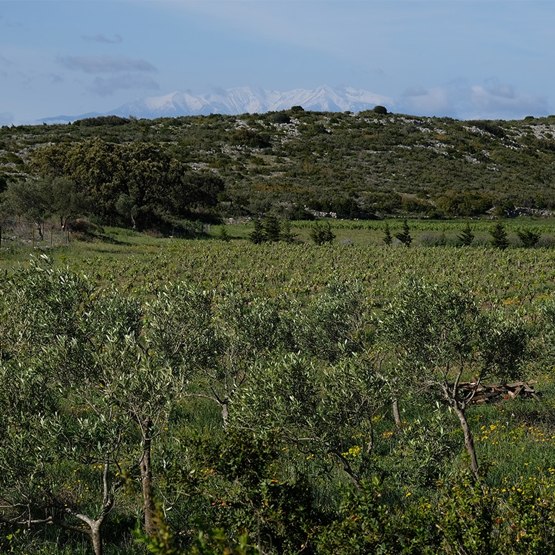 Le Domaine Les Enfants Sauvages de Carolin et Nikolaus Bantlin, où l’on produit du bon vin dans le Sud de la France.