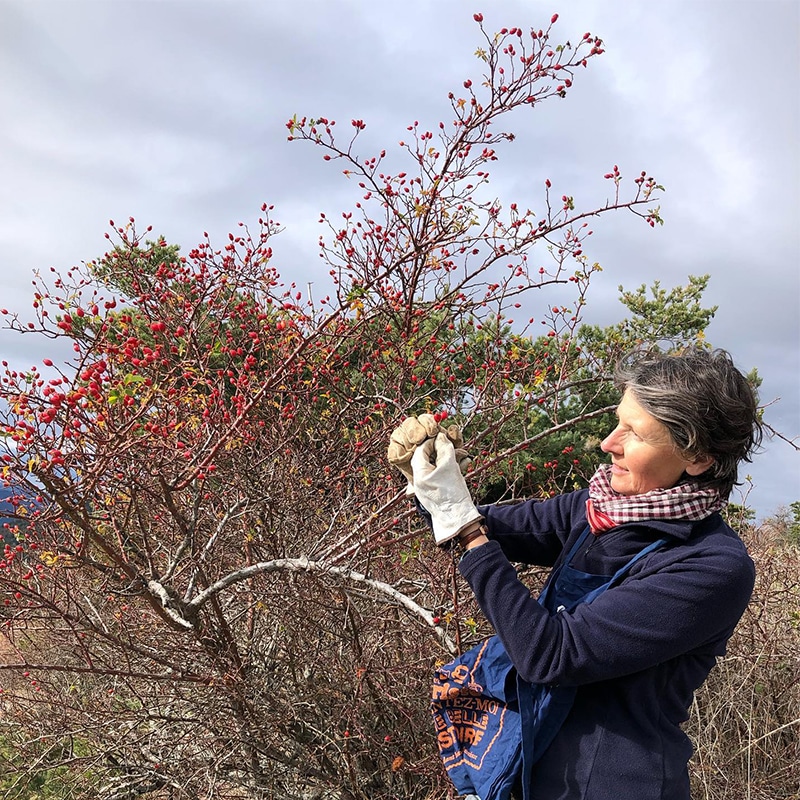 Murielle Iris, créatrice de la marque «&nbsp;Les Sauvages&nbsp;», cueillant des plantes locales aromatiques et médicinales.