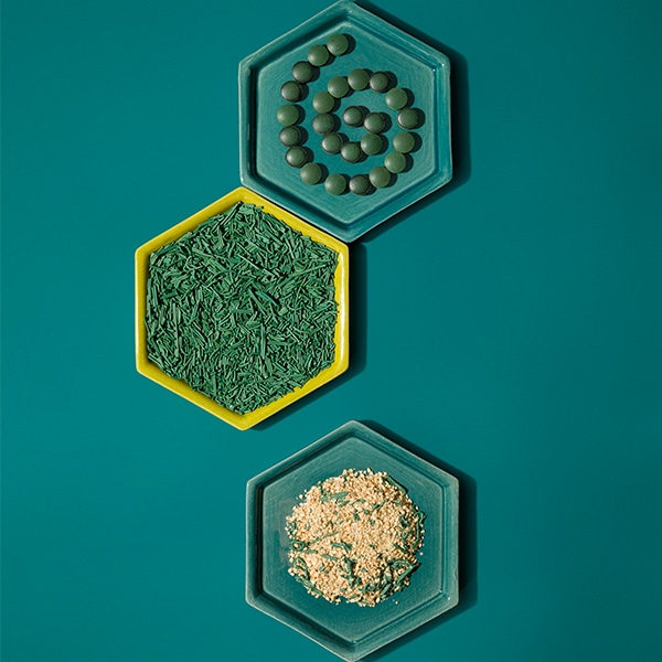 La spiruline des Cévennes cultivée par Kevin Soulié et Florent Auclair.