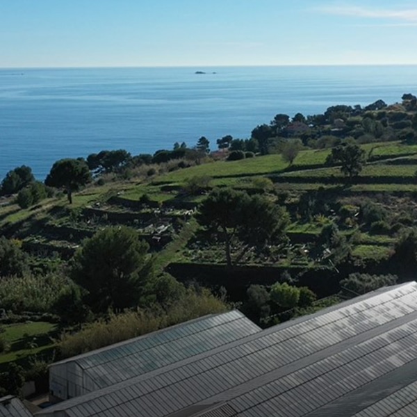 Spiruline de Provence dans le Var.