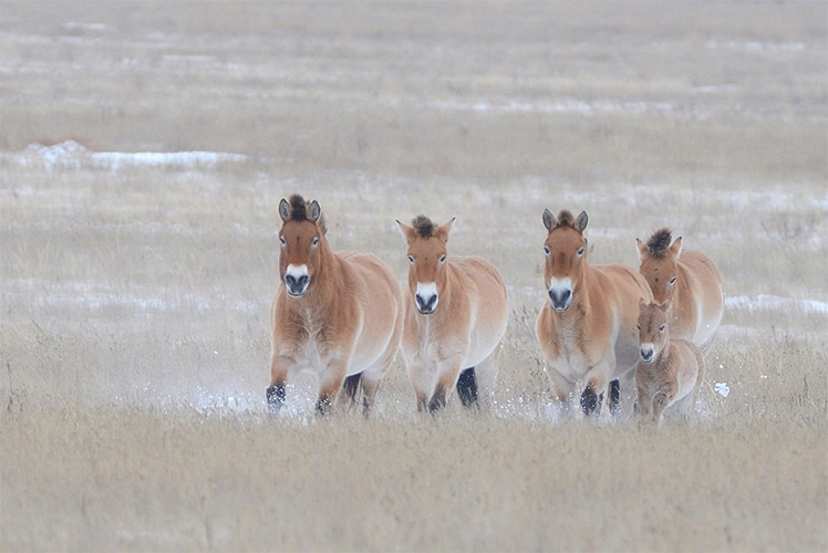 Sur le chemin d'Atelier Tuffery avec les chevaux sauvages de Przewalski.