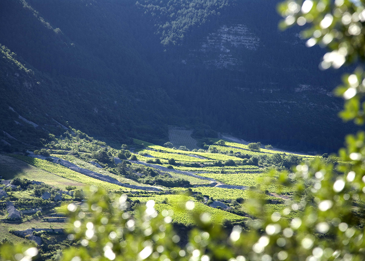 domaine-pas-de-l-escalette-les-farrieres