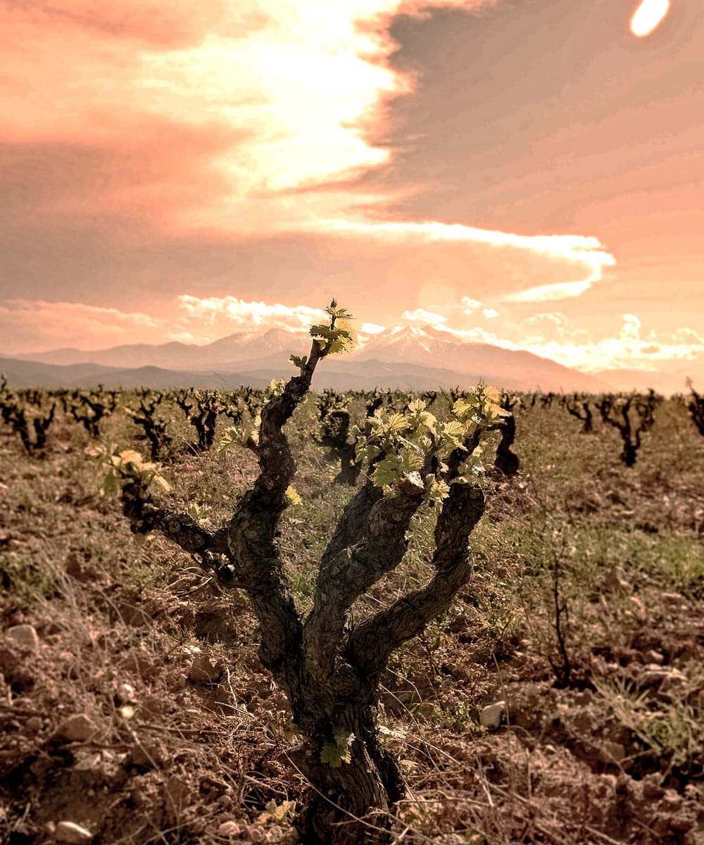 Les terres du Domaine Força Réal.