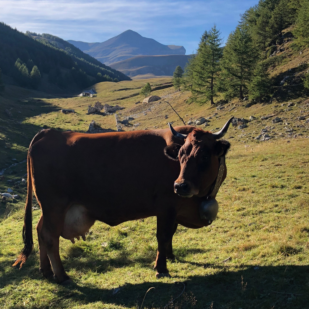 vesubie-producteurs-la-prairia