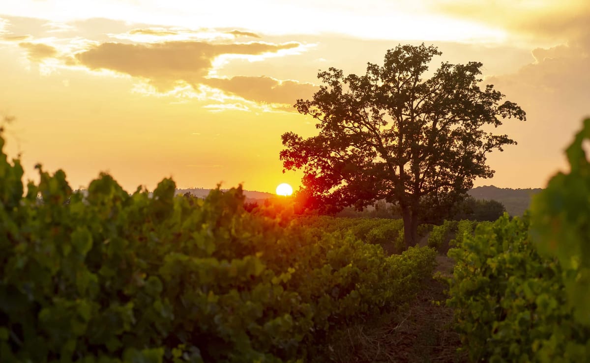 Chateau-de-Berne-#lavignecontinue-vignes-au-couchant