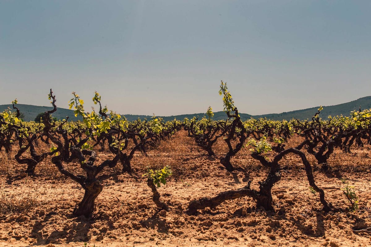 Les vignes généreuses et les oliviers abondants du Domaine Força Real
