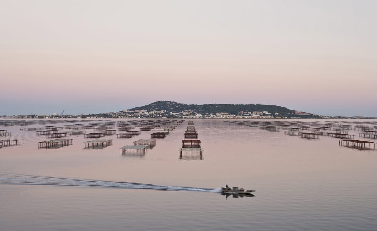 Huitre-traditionnelle-de-Sete-©Maynard2020