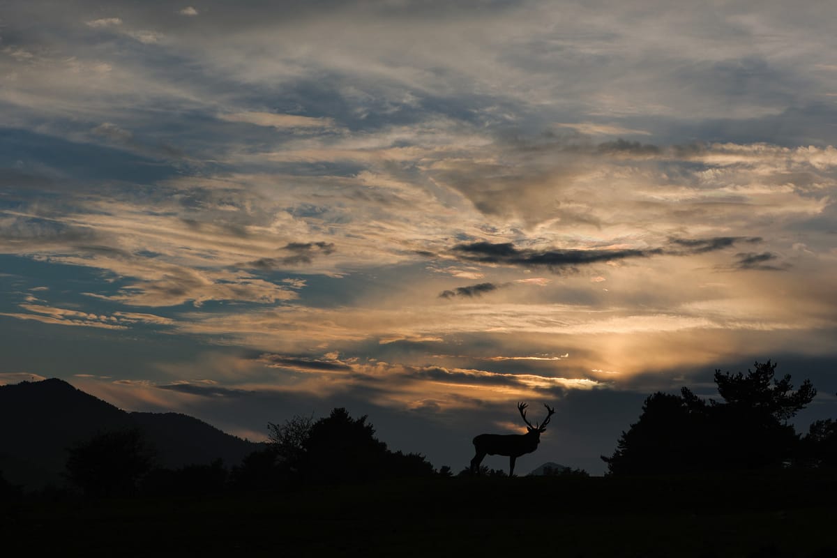 La Réserve des Monts d’Azur. Bisons, aigles et chevaux de Przewalski à 1 h de Nice.