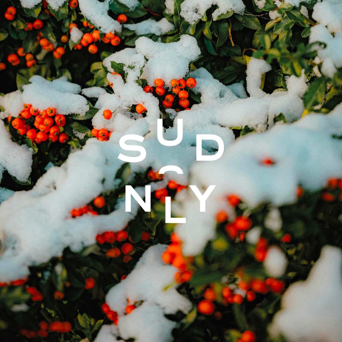 Gravé dans la neige