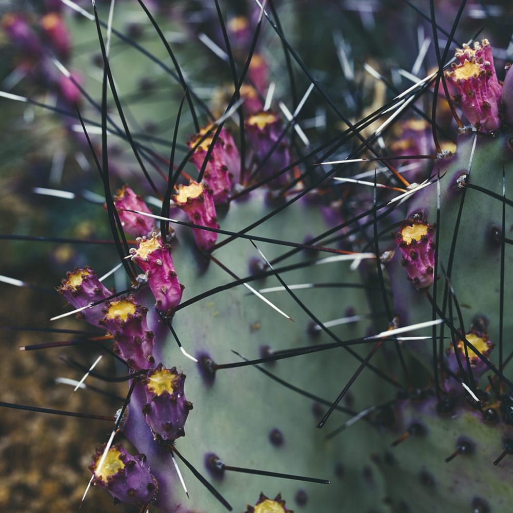 Le monde entier est un cactus