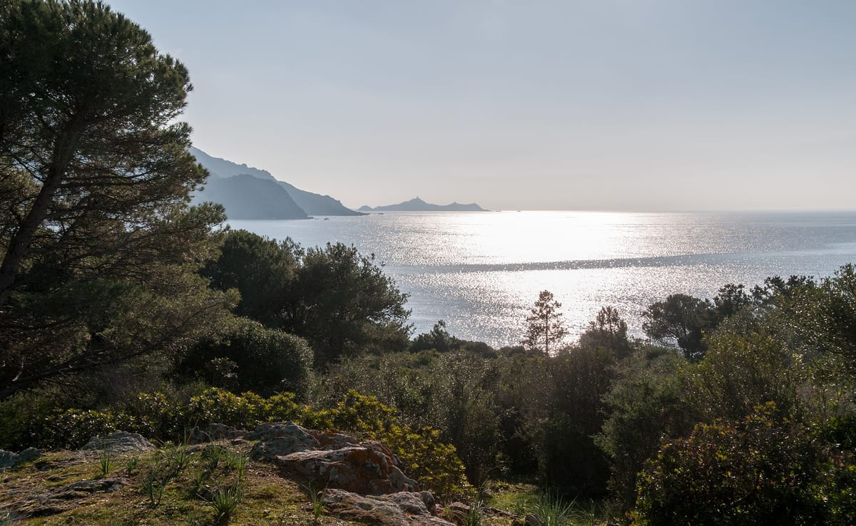maquis-corse