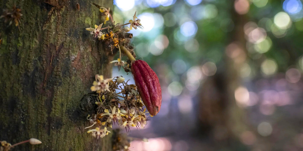 Terrakoa. Cacao malgache