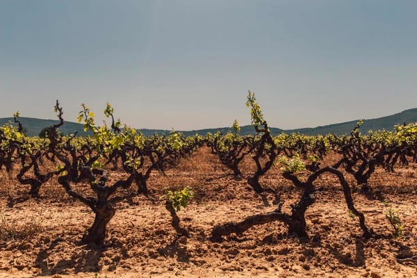 Les vignes généreuses et les oliviers abondants du Domaine Força Real