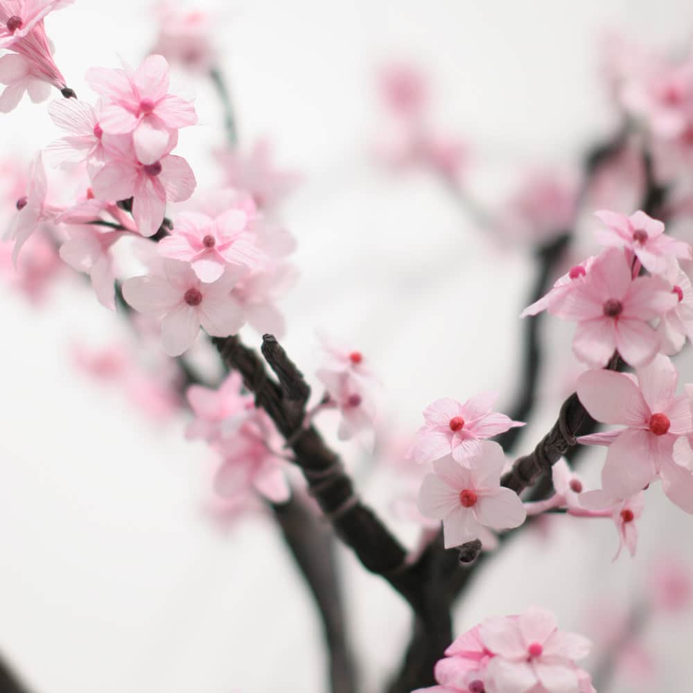 Shopping-Marseille-Marianne-Cat-expo-Cherry-Blossoms