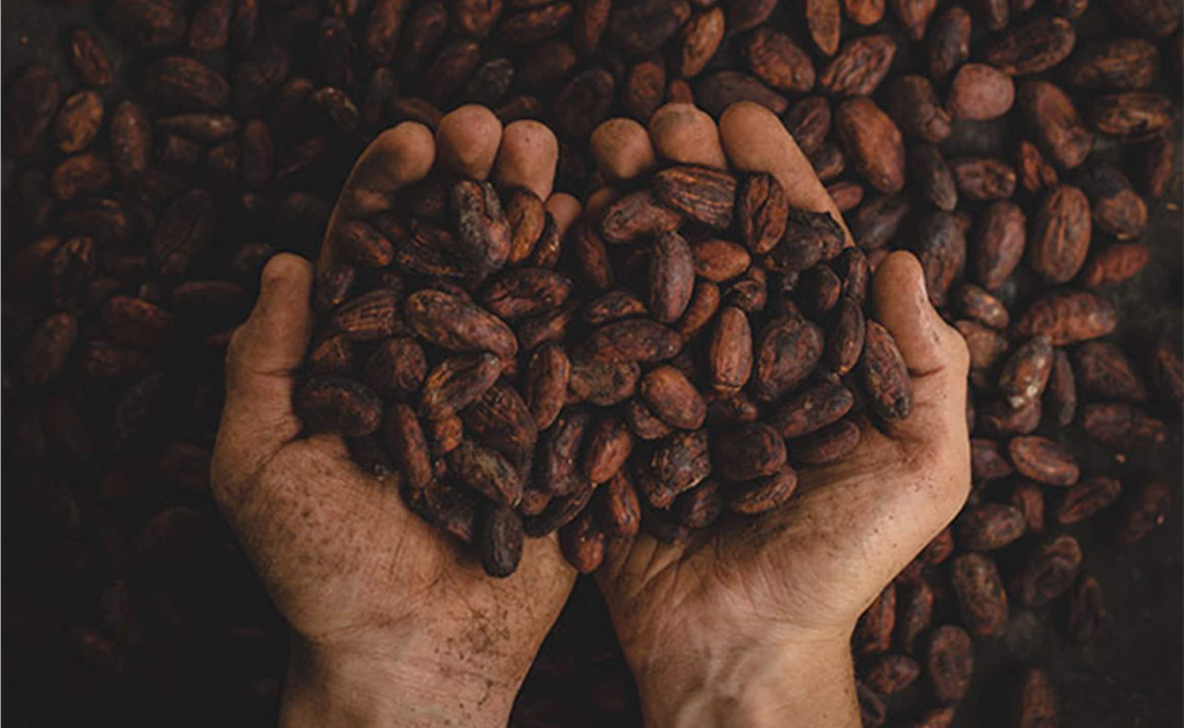 La culture du cacao donne t’il du chocolat éthique ?